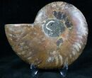 Cut and Polished Ammonite (Half) #7340-1
